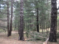 Monte Crisimo